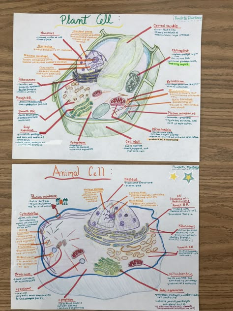 Biology Notes Aesthetic Plant Cell, Plant And Animal Cell Drawing, Biology Project File, Plant Cell And Animal Cell, Plant Cell Drawing, 12th Biology Notes, Plant Cell Organelles, Drawing Of An Animal, Animal Cell Drawing