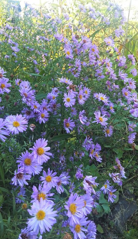 Uk Plants, Blue Chamomile, Michaelmas Daisy, Garden Perennials, Flower Journal, Flower Language, Dream Plants, Plant Tips, Plants Uk