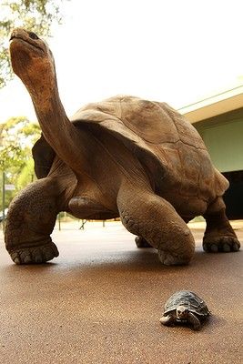 Old Tortoise, Hairless Animals, Lion Turtle, Tortoise Care, Galapagos Tortoise, Tortoise Turtle, Wild Kingdom, Big Animals, Ocean Fishing