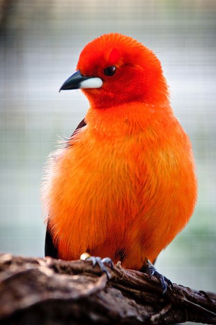 Bird | Flickr: Intercambio de fotos Bird Sitting, Orange Bird, Kinds Of Birds, All Birds, Exotic Birds, Pretty Birds, Colorful Birds, Little Birds, Birds Of Paradise