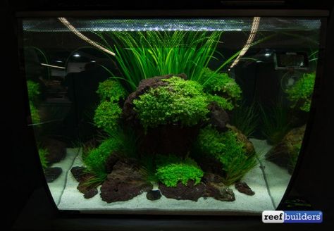 Fluval Flex tanks brings a new perspective to small aquariums | Reef Builders | The Reef and Saltwater Aquarium Blog Fluval Flex 9 Gallon, Fluval Edge 23l Aquascaping, Fluval Flex Aquascaping, Vallisneria Aquarium, Fluval Flex 15 Aquascape, Shallow Reef Tank, Fluval Flex 9 Gallon Aquascape, 40 Gallon Breeder Aquascape, Shrimp Tank