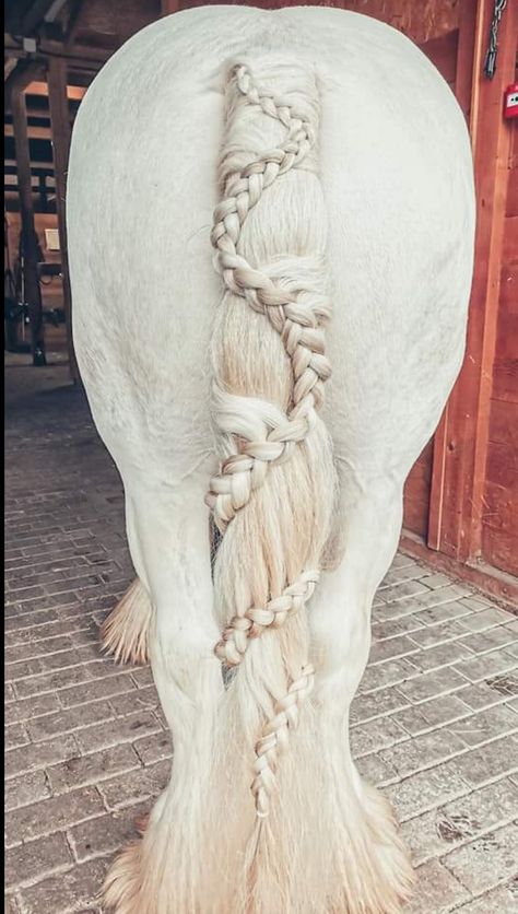 Draft tail braid seen at Appleby Horse Fair, the biggest and best in Europe. Horse Main Ideas, Horse Mane Ideas, Horses Braids, Horse Mane Styles, Horse Hairstyles, Horse Braids, Horse Mane Braids, Tail Designs, Horse Hair Braiding