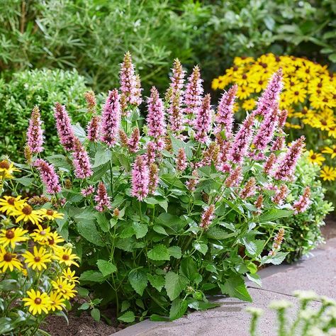 Buy Mexican giant hyssop Agastache rugosa 'Beelicious Pink ('Agapk') (PBR)' Giant Hyssop, Magnolia Shrub, Autumn Flowering Plants, Spring Flowering Trees, Heat Tolerant Plants, Drought Tolerant Trees, Drought Tolerant Shrubs, Shade Loving Shrubs, Ground Cover Roses