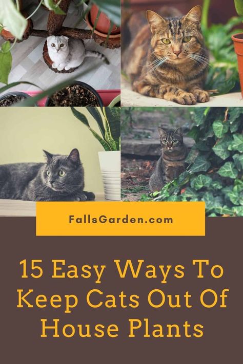 Plants Out Of Cats Reach, How To Have Plants With Cats, Cat Friendly House Plants Living Room, Plant Display Indoor Cat Proof, Plants That Cats Wont Eat, House Plants Cats Wont Eat, Plants Cats Wont Eat, Dangerous Plants For Cats, How To Keep Cats Out Of Plants Houseplant