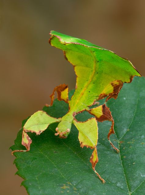 Australian leaf bug Leaf Bug, Weird Insects, Pictures Of Insects, Cool Insects, Bugs Life, Cool Bugs, A Bug's Life, Beautiful Bugs, Incredible Creatures