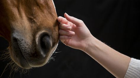 Horse And Human Photography, Glamping Photoshoot, Horse Photography Ideas, Horse Photoshoot, Horse Hay, Equine Therapy, Horse And Human, Horse Therapy, Horse Owner