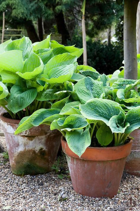 Tips and Tricks for Planting Hostas In Pots » Planting Hostas, Hostas In Pots, Hosta Gardens, Hosta Plants, Container Gardening Flowers, Survival Gardening, Shade Perennials, Garden Containers, Shade Plants