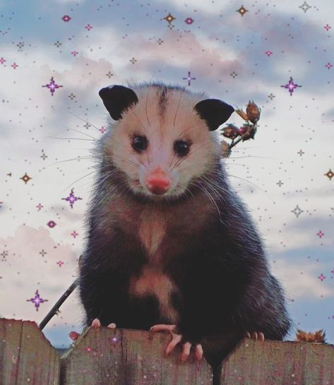 Alex on Instagram: “I edited something:/ 💕💕💕 - - - - 📸: dm me - #possum #oppossum #opossumsofinstagram #cute #marsupial #northamericasonlymarsupial #animals…” Possum Wallpaper, Awesome Possum, Iphone Wallpaper Images, Trash Panda, Wallpaper Image, Pretty Animals, Wallpaper Images, Silly Animals, Cute Creatures