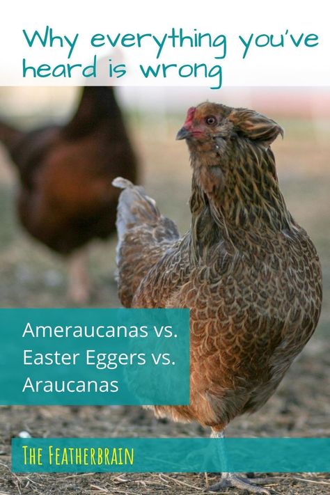 Find out the REAL difference between Ameraucana, Easter Egger, and Araucana chickens - and why nobody gets this right. Auracana Chicken, Easter Egger Rooster, Americana Chickens Hens, Americauna Chickens, Americana Chickens, Araucana Chickens, Ameraucana Chicken, Chicken Enclosure, Easter Egger Chicken