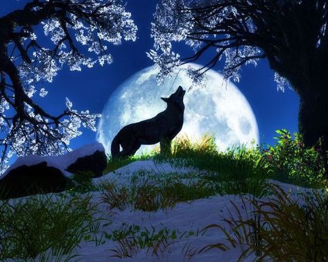 Author's Note—Questions | Silent Night Animals Wallpapers, Wolf Background, Wolf Images, Wolf Photos, Free Desktop Wallpaper, Wolf Wallpaper, Howl At The Moon, Wolf Pictures, Beautiful Wolves