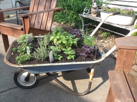 Portable Wheelbarrow Planter - A practical micro garden with easy access and so simple to move into sunny, shaded or protected positions. | The Micro Gardener Herb Planter Ideas, Backyard Herb Garden, Repurposed Planter, Wheelbarrow Planter, Micro Garden, Planter Project, Herb Garden Design, Herb Planters, Planter Ideas