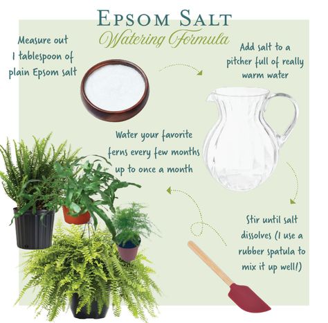 Raised Bed Greenhouse, Insect Eating Plants, Epsom Salt For Plants, Epsom Salt Garden, Secret Sauce Recipe, Ferns And Flowers, Water Ferns, Epsom Salt Magnesium, Potted Plants Patio