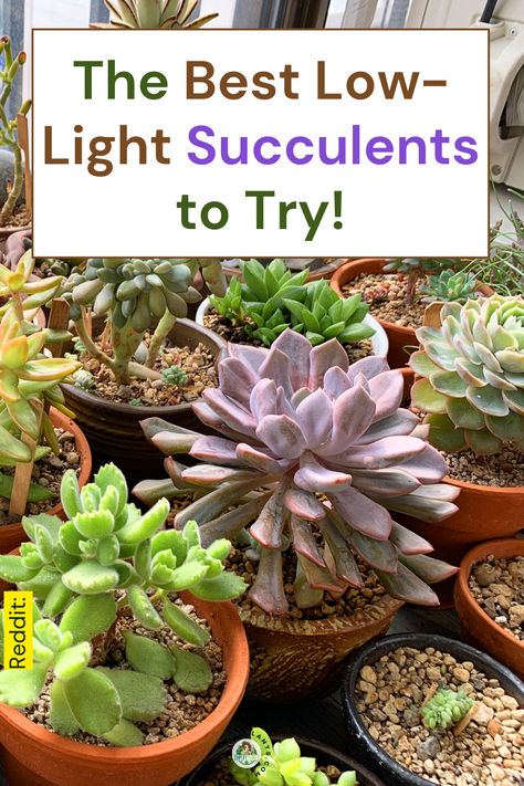 "Discover the best low-light succulents that thrive in shade! If you're 
looking for shade-tolerant plants, our guide highlights the top indoor 
succulents perfect for low light conditions. Explore easy care succulents 
that add beauty to your space without needing direct sunlight. Find out 
which succulents for low light are ideal for your home and transform your 
indoor garden with the best succulents for shade!" Low Light Succulents Indoor, Succulent Care Indoor, Small Succulent Garden, Succulents Care, Low Light Succulents, Indoor Succulents, Shade Tolerant Plants, Succulent Care, Succulents Indoor