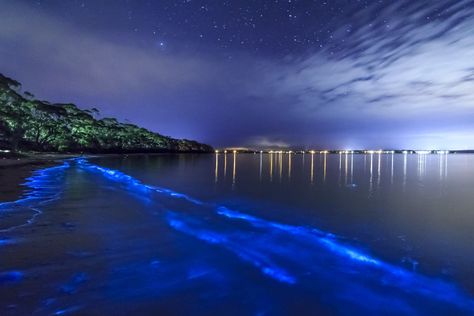 La Parguera at night, bioluminescent bay,Puerto Rico Bioluminescent Bay Puerto Rico, Darien National Park, Mosquito Bay, Bioluminescent Bay, El Yunque National Forest, Puerto Rico Trip, Bacardi Rum, Natural Swimming Pools, Old San Juan