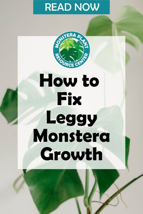 Tips To Prevent Leggy Growth On Monstera Plants Improve Lighting Monstera plants in their natural habitat have evolved to thrive in filtered sunlight under a canopy of trees. As such, moving your plant to a brighter room with plenty of windows but still out of direct sunlight may be all it takes to prevent leggy growth. Growing Monstera, Monstera Plants, Plants At Home, Plant Maintenance, Plant Help, Fiddle Leaf Fig Tree, Bedroom Plants, Monstera Plant, Fiddle Leaf Fig