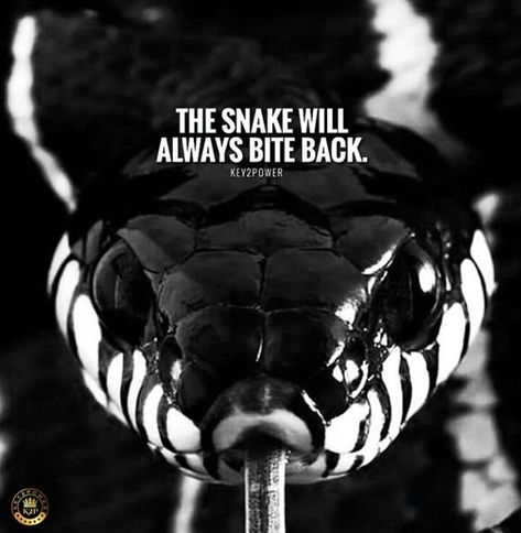 Snake Quotes, Good Relationship Quotes, Life Quotes Pictures, Warrior Quotes, Strong Quotes, The Snake, Real Life Quotes, Powerful Quotes, Real Quotes