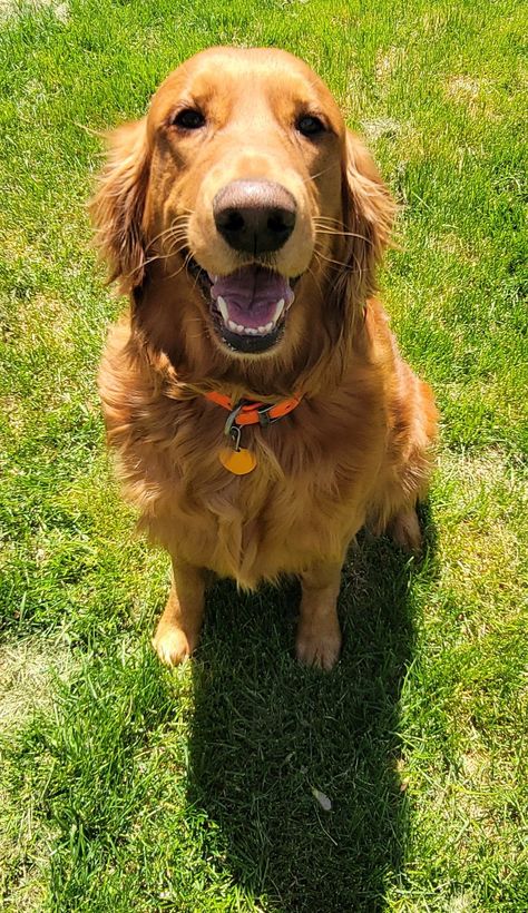 UKC Dark Red Golden Retriever Puppies Red Golden Retriever, Red Golden Retriever Puppy, Dark Golden Retriever, Autumn Golden Retriever, Golden Retriever Dark Red, Copper Golden Retriever, Daisy Girl, Retriever Puppy, Puppies For Sale