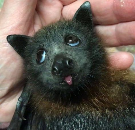 Imgur: The magic of the Internet Fruit Bat, Baby Bats, Cute Bat, Silly Animals, Cute Creatures, Animal Photo, Cute Little Animals, B & B, 귀여운 동물