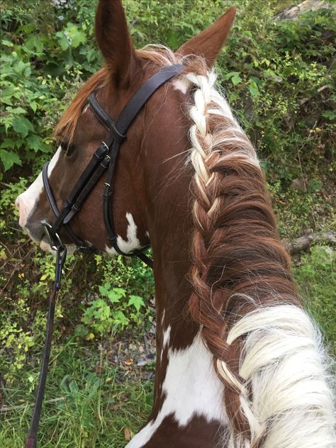 That coloring is absolutely gorgeous!! Horse Hairstyles, Horse Braids, Horse Mane Braids, Horse Braiding, Horse Pics, Horse Ears, Horse Mane, Riding Clothes, Horse Riding Clothes