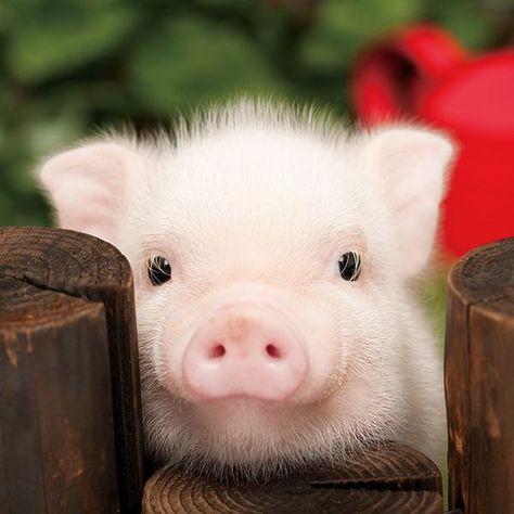 15 Piglets That Are Even Cuter Than Kittensbehancebloglovindribbbleemailfacebookflickrgithubgplusinstagramlinkedinmediumperiscopephonepinterestrsssnapchatstumbleupontumblrtwittervimeoxingyoutube