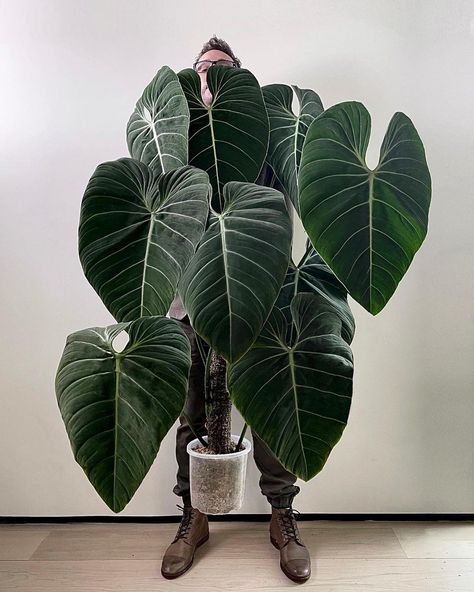 Craig Miller-Randle on Instagram: “Ok folks the story behind this Philodendron ‘Glorious’ (gloriosum x melanochrysum) it’s the one in my totem extension feature story. It got…” Philodendron Glorious, Indoor Garden Rooms, Wood Leaves, Feature Story, Dragon Garden, Amazing Plants, Plant Party, Plant Goals, Philodendron Plant