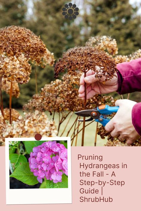 Hydrangeas never fail to offer us an amazing variety of aesthetics. In this article, we cover what you need to know about pruning hydrangeas in the fall. Hydrangea Care In Fall, Trimming Hydrangeas In Fall, How To Prune Hydrangeas, How To Prune Hydrangeas In The Fall, Pruning Hydrangeas Fall, Trimming Hydrangeas, Prune Hydrangeas, When To Prune Hydrangeas, Propagating Hydrangeas