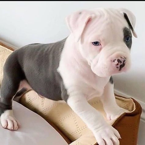 Pit Puppies, Pitbull Puppies For Sale, Puppies For Adoption, Pitbull Pictures, English Bulldog Puppies, Pitbull Puppy, Cute Little Puppies, Puppy Photos, Pitbull Lover