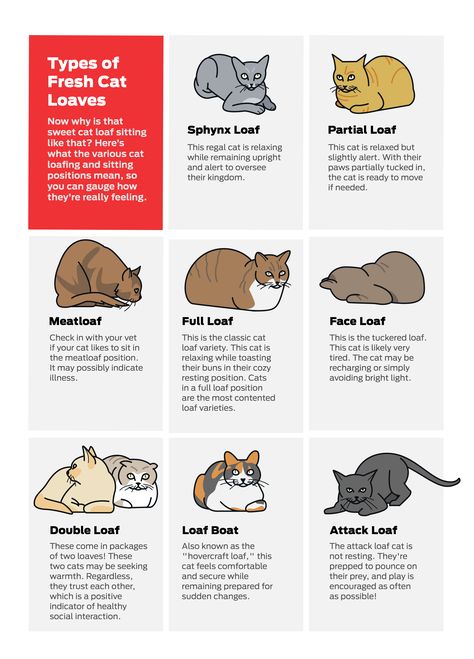 Cat Loaf Pose: What is it & Why Do Cats Loaf? | Purina US Cat Sitting Pose, Cat Loaf, Loaf Cat, Senior Cat Food, Dog Dental Chews, Senior Dog Food Recipes, Sick Cat, Grain Free Dog Food, Cat Supplements