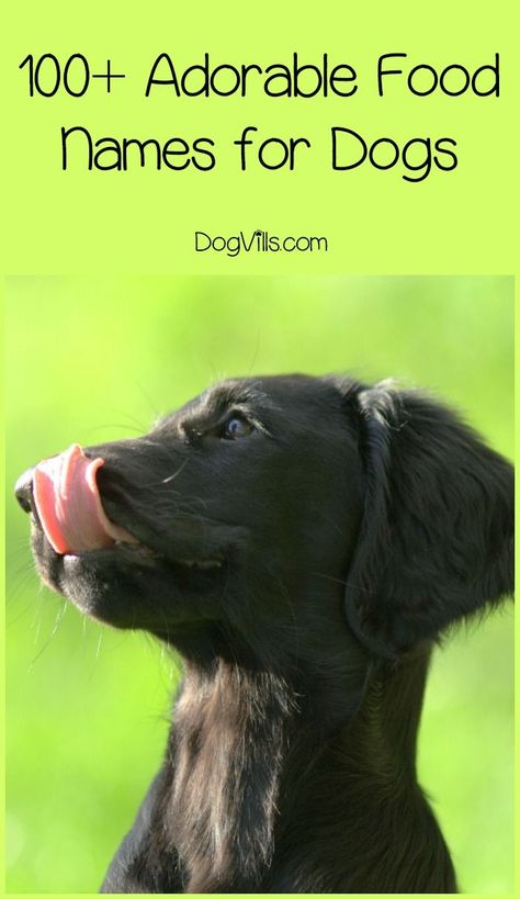 Whether you love muffins, gumdrops, coffee or martinis, there�s a name out there that is perfect for your dog! I have listed over 100 food names for dogs for you to choose from! Food Pet Names, Food Names For Pets, Food Dog Names, Food Names For Dogs, Names For Pets, Great Dog Names, Cute Puppy Names, Pets Wallpaper, Adorable Food