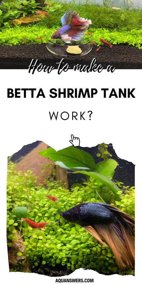 Pet Shrimp Aquarium, Betta Shrimp Tank, Betta Fish With Other Fish, Betta And Shrimp Tank, Brine Shrimp Tank, Betta Fish Tank With Live Plants, Mini Aquarium Ideas Fish Tanks, Betta Fish Terrarium, Pathos Fish Tank