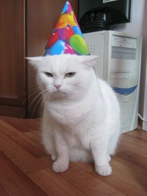 Yeah, Happy Freaking Birthday Funny Cat Memes, Cat Person, Cat Birthday, Funny Cat Pictures, Happy Cat, Funny Cat Videos, Crazy Cat Lady, Crazy Cats, Cat Lady