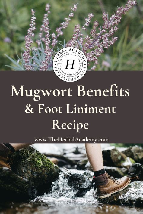 Mugwort Benefits & Foot Liniment | Herbal Academy | Pintrest Graphic Mugwort Salve Diy, Mugwort Recipes, Mugwort Uses, Mugwort Bath, Mugwort Benefits, Medicinal Recipes, Crunchy Stuff, Wicca Herbs, Witches Apothecary