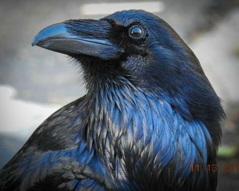 Enchantedduv "Raven" in 2022 | Birds photography nature, Crow photography, Bird photography Raven Photos, Crow Photography, Regard Animal, Birds Photography Nature, Blue Raven, Raven Bird, Black Birds, Crow Art, Photography Professional