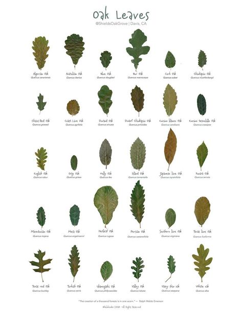 Tree Leaf Identification, Identifying Trees, Leaf Identification, Leaves Poster, Tree Id, Tree Identification, Art 2024, Live Oak Trees, Survival Gardening