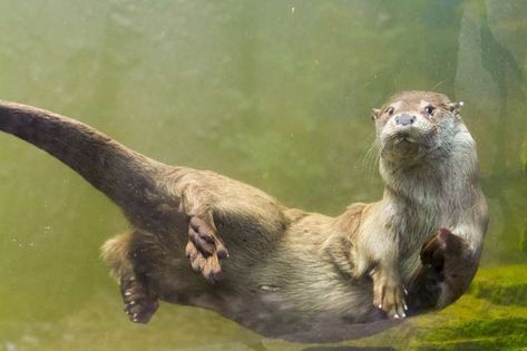 Otter Tattoo, Otters Cute, Otter Love, Baby Otters, River Otter, Sea Otter, Animal Photo, Creature Design, Ferret