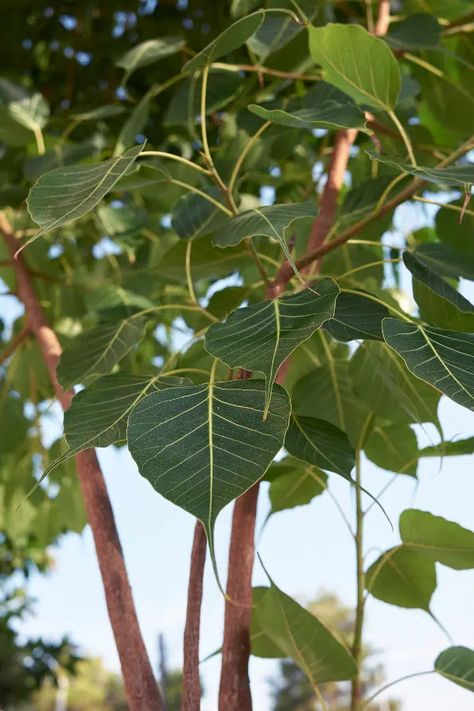 Ficus Religiosa Care & Growing Guide (Sacred Fig Tree) Ficus Religiosa, Bus Skin Design, Fig Tree, Trees To Plant, Fig, House Plants, Plant Leaves, Need To Know