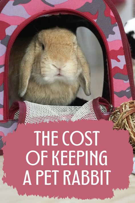 Let's explore the complete costs of owning pet rabbits so you have a comprehensive understanding of what you're signing up for before adopting a bunny. So, let's jump right in. Rodent Pets, Adopt A Bunny, Rabbit Facts, Flemish Giant Rabbit, Rabbit Enclosure, Pet Rabbits, Giant Rabbit, Rabbit Treats, Flemish Giant