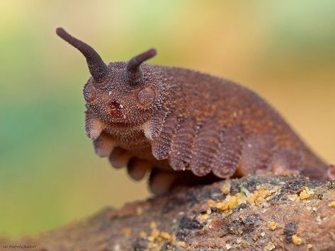 I just got result 'Velvet Worm' on quiz 'What bug are you?'. What will you get? Velvet Worm, Weird Insects, Foto Macro, Cool Insects, Night Watch, Cool Bugs, Beautiful Bugs, Creepy Crawlies, Arthropods