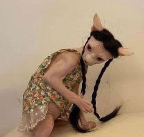 Cute Hairless Cat, Cat Dressed Up, Sphinx Cat, School For Good And Evil, Instagram Paris, Hairless Cat, Cute Cats Photos, Sphynx Cat, Silly Animals