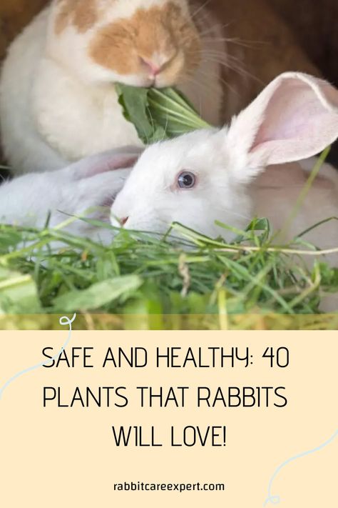 [object Object] Rabbit Friendly Plants, Herbs For Rabbits, Bunny Owner, Rabbit Repellent, Rabbit Resistant Plants, Rabbit Pen, Common Garden Plants, Wild Bunny, Rabbit Enclosure