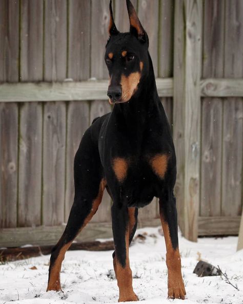 Doberman Army on Instagram: “SNOWBERMAN ❄️🐾 . . From:@? . . #doberman #dogsofinstagram #dobermann #dobermanpuppy #dog #dogs #puppy #puppylove #pet #doglife…” Perro Doberman Pinscher, Doberman Puppies, German Pinscher, Doberman Love, Doberman Pinscher Dog, Doberman Puppy, Doberman Dogs, Guard Dogs, Doberman Pinscher