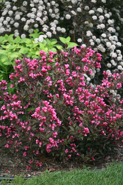 Wine & Roses® Weigela has dark glossy foliage that contrasts beautifully with the rosy-pink flowers, making for a high impact display in the garden. Produces copious amounts of flowers in spring, and re-blooms throughout summer. Up to 5 ft. tall and wide. Partial to full sun. Zone: 4 – 8 Weigela Wine And Roses, Flowering Shrubs For Shade, Weigela Florida, Herb Drying, Soil Type, Flowering Quince, Shade Shrubs, Hgtv Garden, Witch Craft