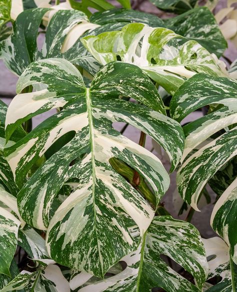 🌿 We know the allure of bold sectoral variegation, but there's something truly special about a beautifully marbled Monstera Deliciosa Variegata. Not only are they visually stunning, but they're also known for their strength and stability. Plus, their variegation often extends into the stem and new growth, ensuring future generations of gorgeous plants. 🌱⁠ ⁠ 🌿 That’s why we meticulously select only the finest marbled specimens to become our mother plants. However, tomorrow, July 24th at 4pm CE... Monstera Variegata, Individual Pictures, Big Plants, Monstera Deliciosa, Mother Plant, Plant Collection, New Growth, Luxembourg, Plant Lover