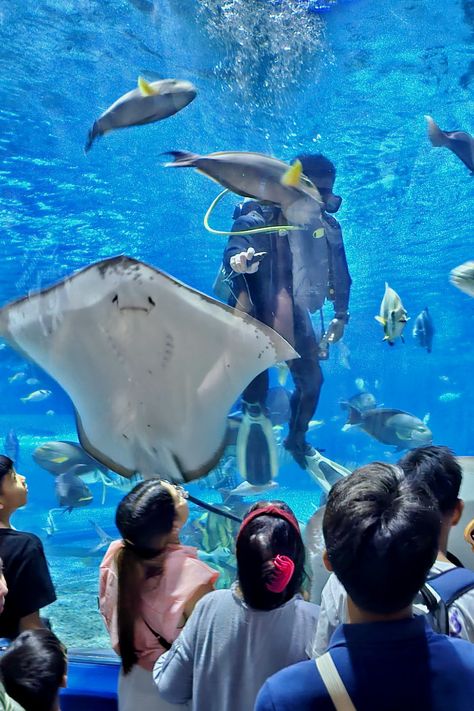 Ocean park is great for the whole family. We promised our daugther we'd take her there 6 years ago. Promise is now fulfilled and we have a super happy daugther. Manila Ocean Park, Rizal Park, Ocean Park, Manila Philippines, Super Happy, Ocean Life, Water Park, Best Hotels, Manila