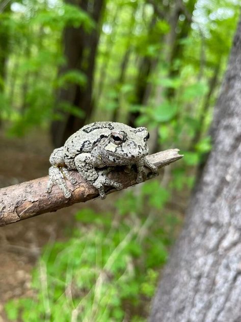 Gray treefrog - Wikipedia Gray Tree Frog, Vernal Pool, Frog Species, Forest Habitat, Gray Tree, Tree Frog, Tree Frogs, Frog And Toad, Reptiles And Amphibians