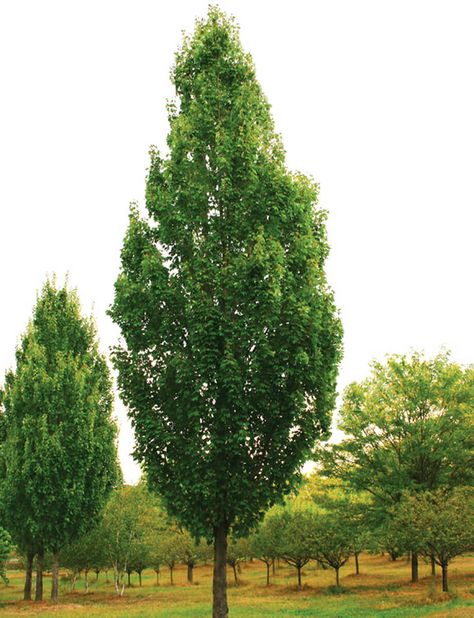 Armstrong Maple | | Fort Wayne Trees Maple Tree Landscape, Acer Rubrum, Emerald Green Arborvitae, Trees For Front Yard, Landscape Nursery, Top Flowers, Columnar Trees, Street Trees, Specimen Trees