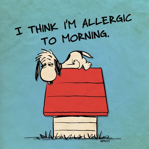 I THINK I'M ALLERGIC TO MORNING MORE Cartoon & TV images http://cartoongraphics.blogspot.com/ ~And on Facebook~ https://www.facebook.com/dreamontoyz  Peanuts ~ Tired Snoopy on top of his dog house #Greeting #Quote #Saying Snoopy Dog, Snoopy Funny, Snoopy Quotes, Snoopy Pictures, Snoopy Love, Bd Comics, Charlie Brown And Snoopy, Snoopy And Woodstock, Peanuts Snoopy