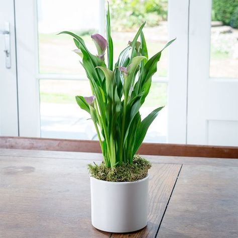 How To Care For An Indoor Calla Lily Plant How To Take Care Of Lily Plants, Calla Lily Plant Care, Lily Plants Indoor, Calla Lily Care Indoors, Calla Lily Care, Calls Lily, Canna Lily Care, Calla Lily Plant, Lilly Plants