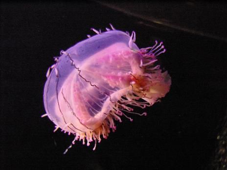 Types Of Jellyfish, Jellyfish Species, Pet Jellyfish, Wild Animals Attack, Jellyfish Sting, New England Aquarium, Sea Jellies, Pink Jellyfish, Monterey Bay Aquarium