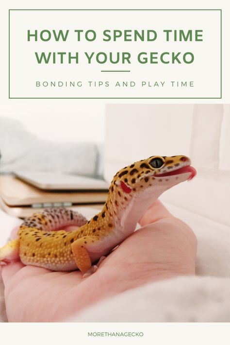 Cute Animal Videos Funny, Gecko Cage, Pet Gecko, Leopard Gecko Cute, Gecko Vivarium, Leopard Gecko Habitat, Leopard Gecko Tank, Leopard Gecko Care, Cute Animal Pfp